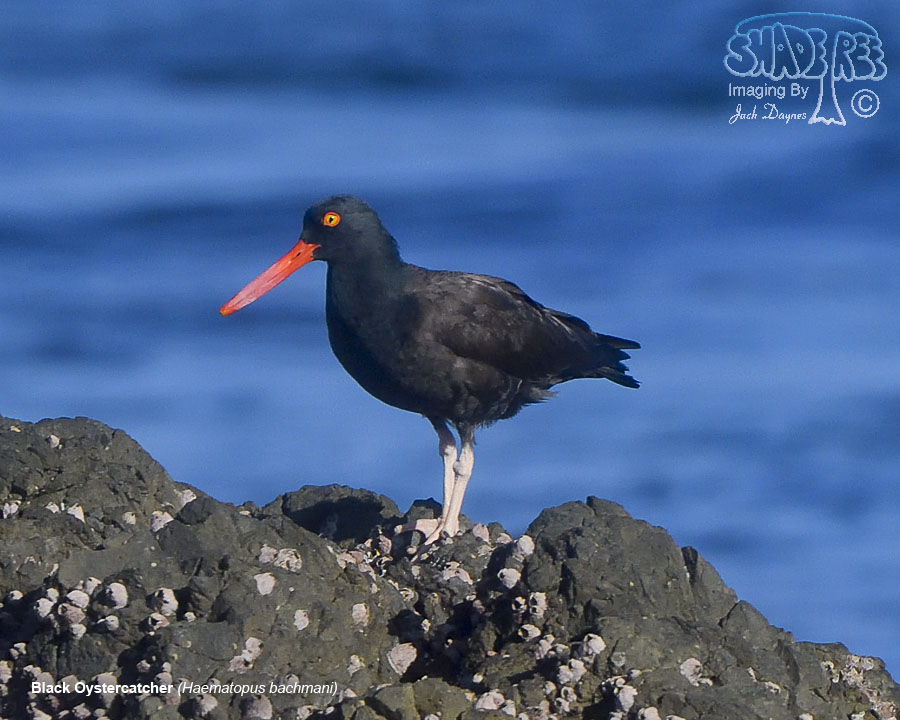 Black Oystercatcher - Haematopus bachmani
