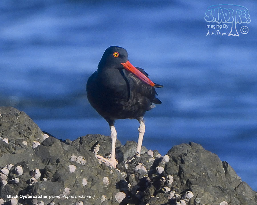 Black Oystercatcher - Haematopus bachmani