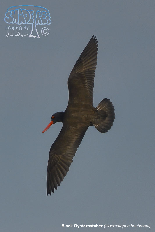 Black Oystercatcher - Haematopus bachmani