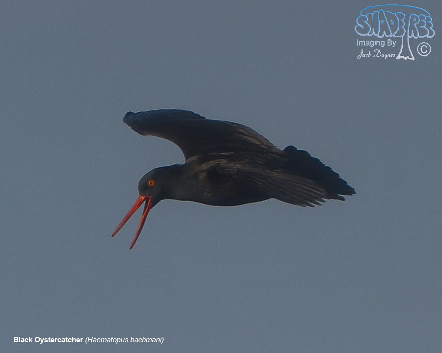 Black Oystercatcher - Haematopus bachmani