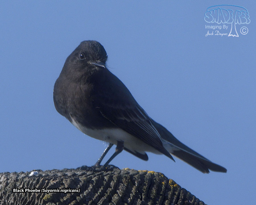 Black Phoebe - Sayornis nigricans