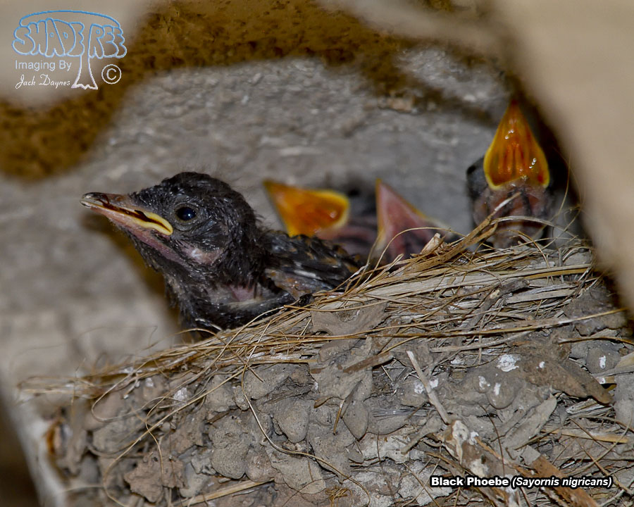 Black Phoebe - Sayornis nigricans