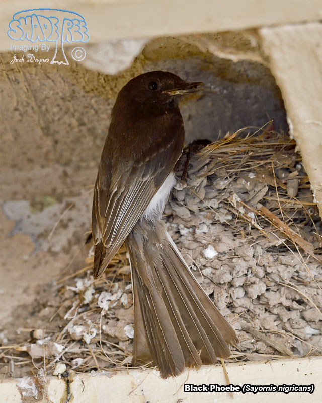 Black Phoebe - Sayornis nigricans
