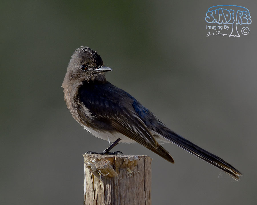 Black Phoebe - Sayornis nigricans