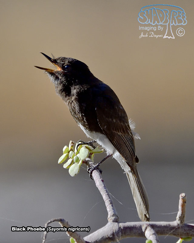 Black Phoebe - Sayornis nigricans