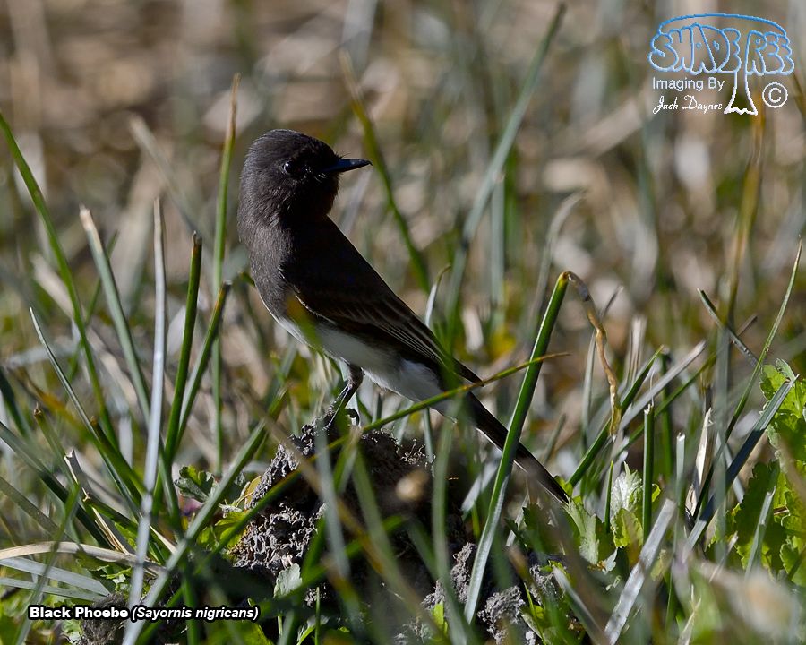 Black Phoebe - Sayornis nigricans