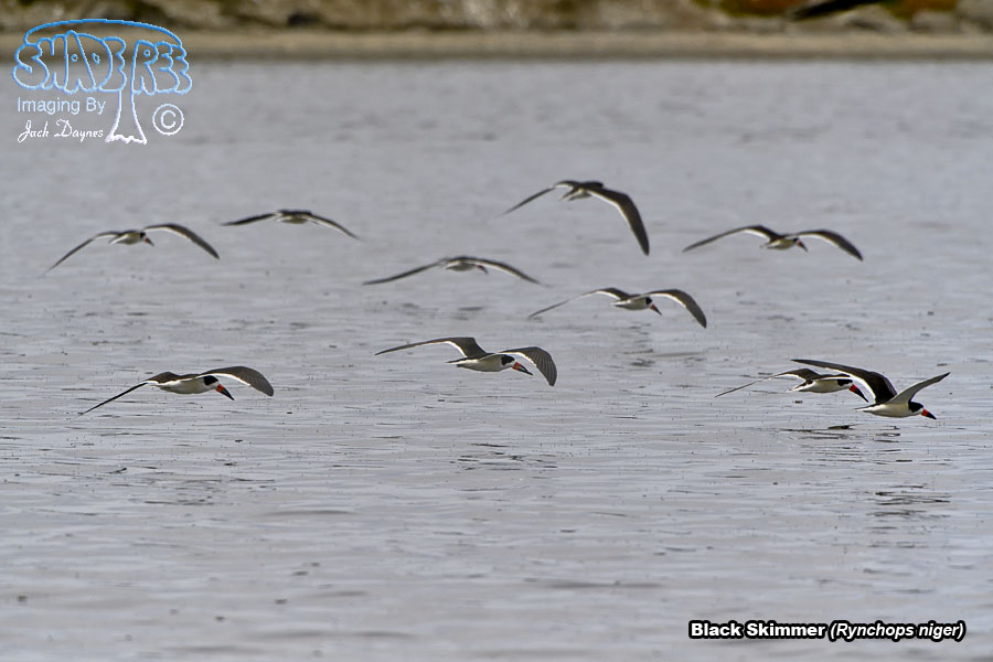 Black Skimmer - Rynchops niger