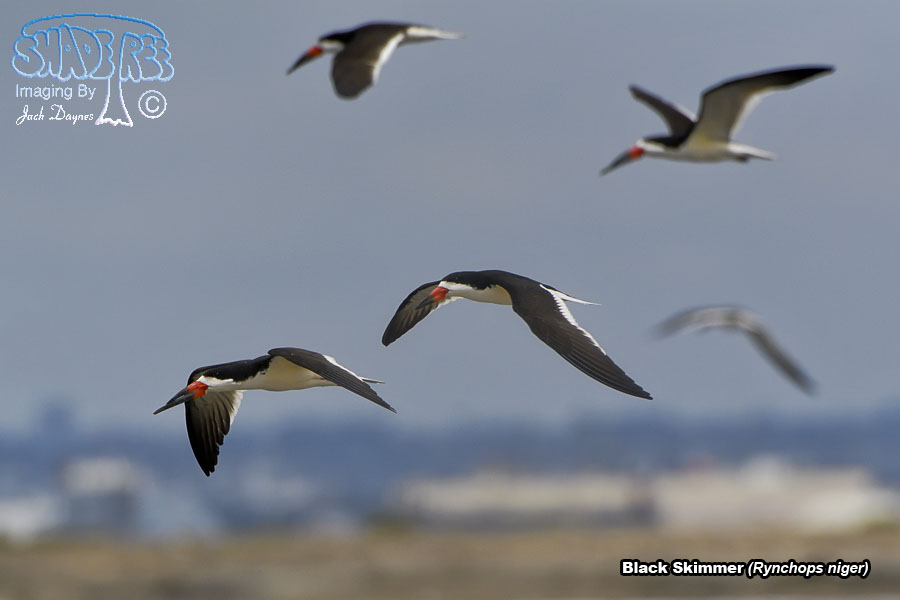 Black Skimmer - Rynchops niger
