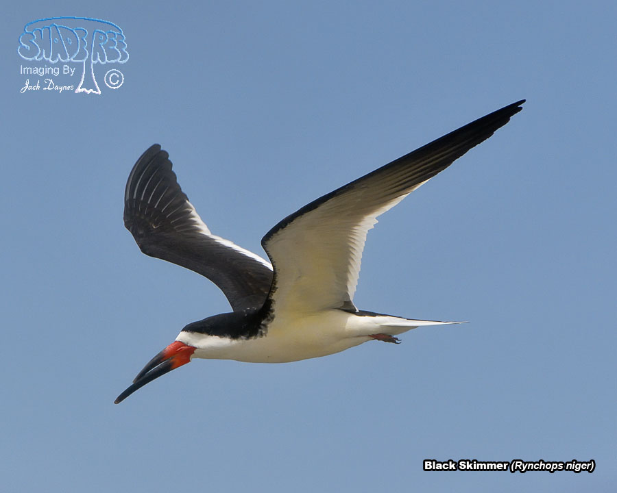 Black Skimmer - Rynchops niger