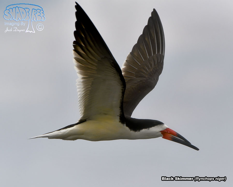 Black Skimmer - Rynchops niger