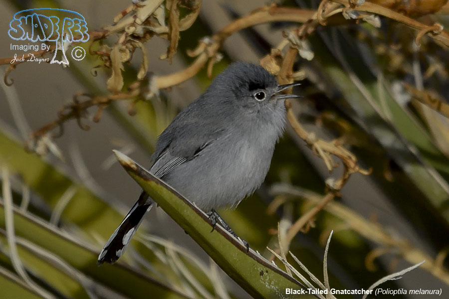 Black-Tailed Gnatcatcher - Polioptila melanura