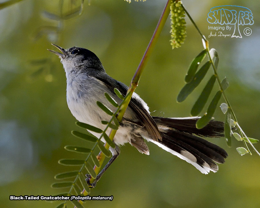 Black-Tailed Gnatcatcher - Polioptila melanura