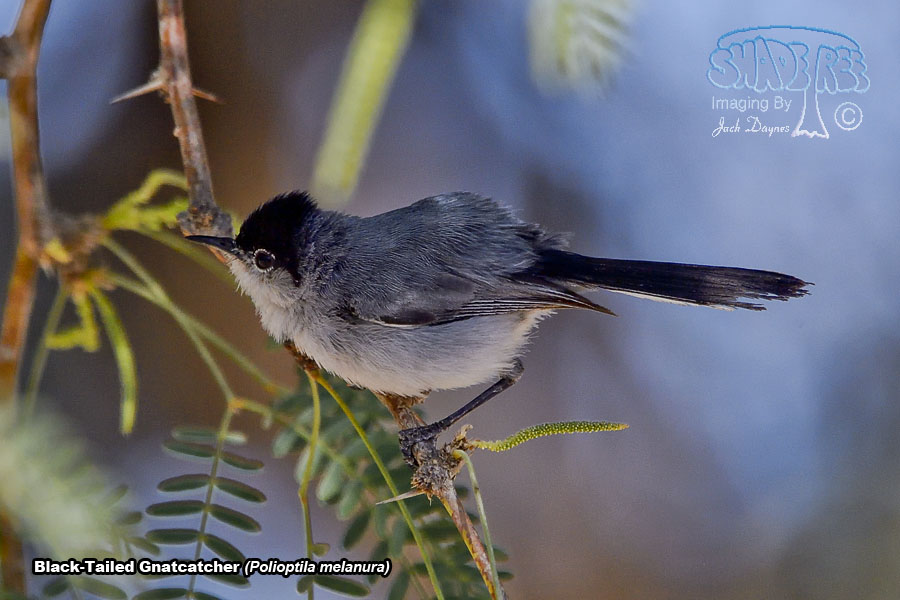Black-Tailed Gnatcatcher - Polioptila melanura