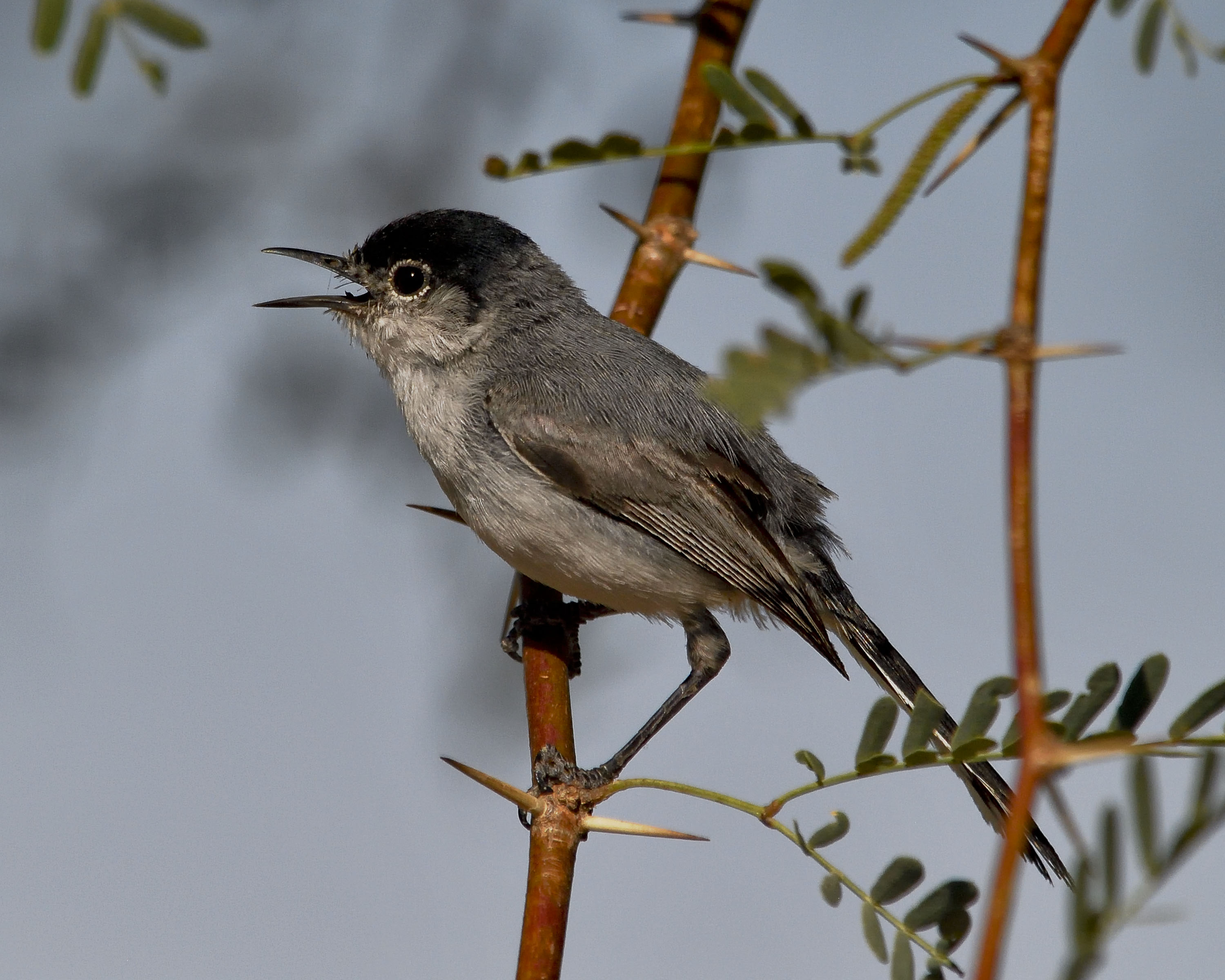 Black-Tailed Gnatcatcher - Polioptila melanura