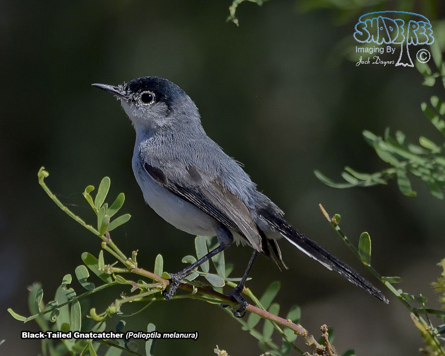 Black-Tailed Gnatcatcher - Polioptila melanura