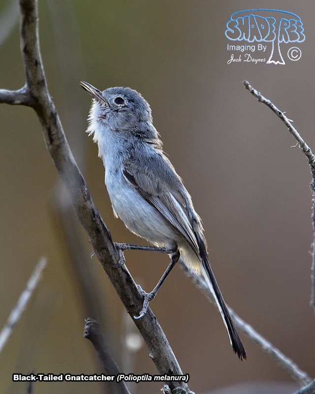 Black-Tailed Gnatcatcher - Polioptila melanura