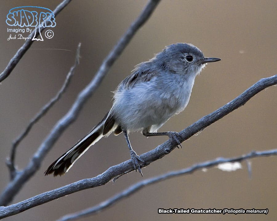 Black-Tailed Gnatcatcher - Polioptila melanura