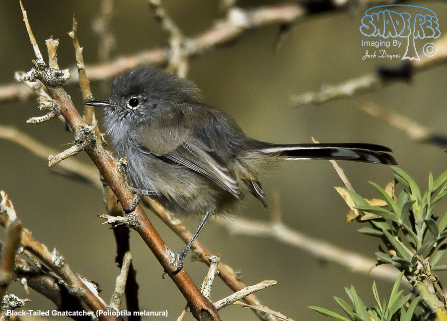 Black-Tailed Gnatcatcher - Polioptila melanura