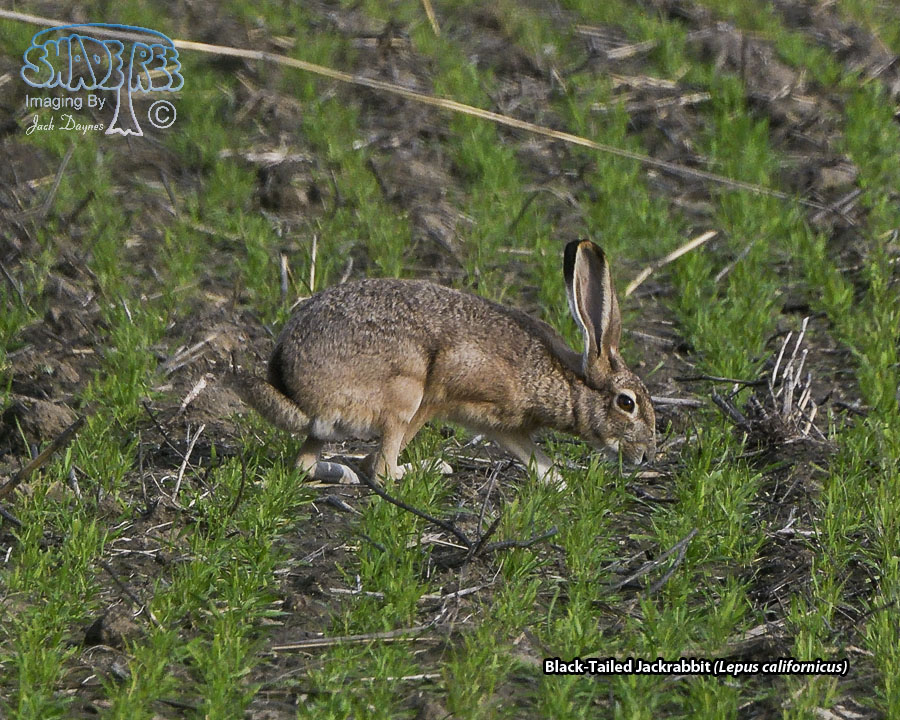Black-Tailed Jackrabbit - Lepus californicus