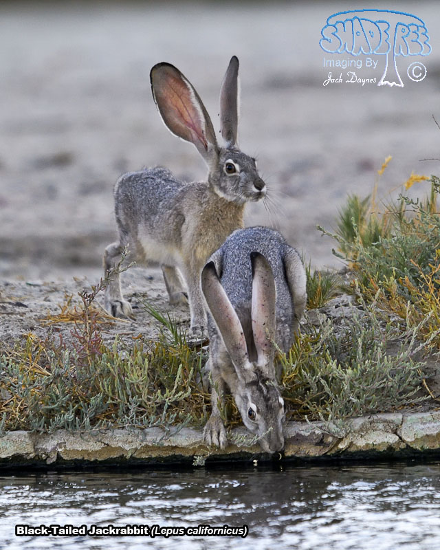 Black-Tailed Jackrabbit - Lepus californicus