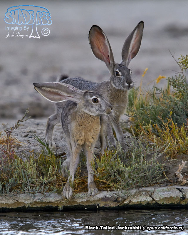 Black-Tailed Jackrabbit - Lepus californicus
