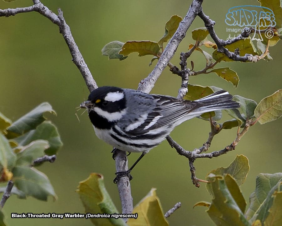 Black-Throated Gray Warbler - Dendroica nigrescens