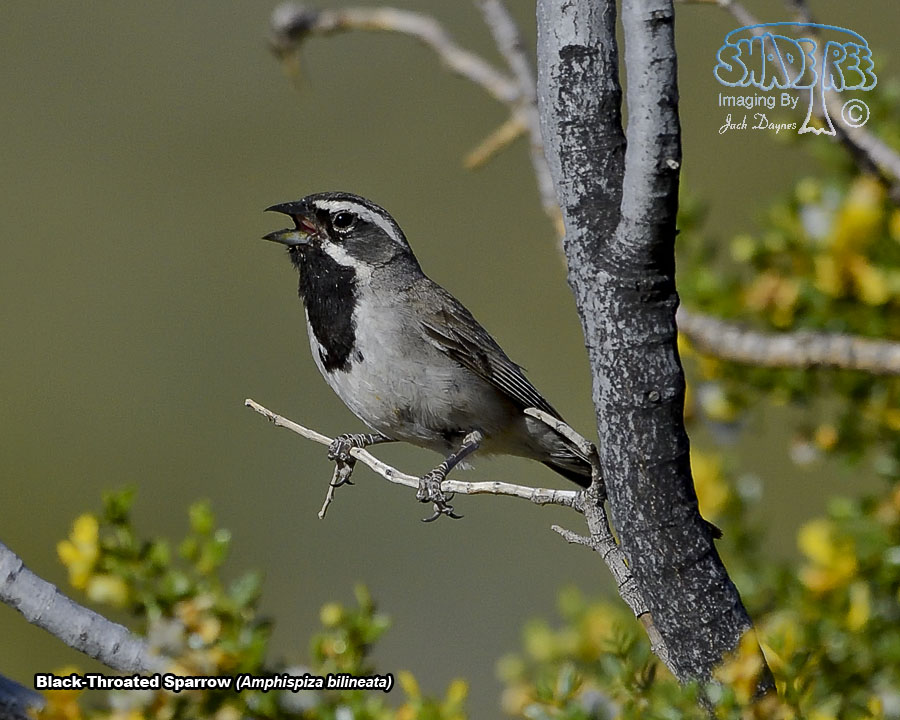 Black-Throated Sparrow - Amphispiza bilineata