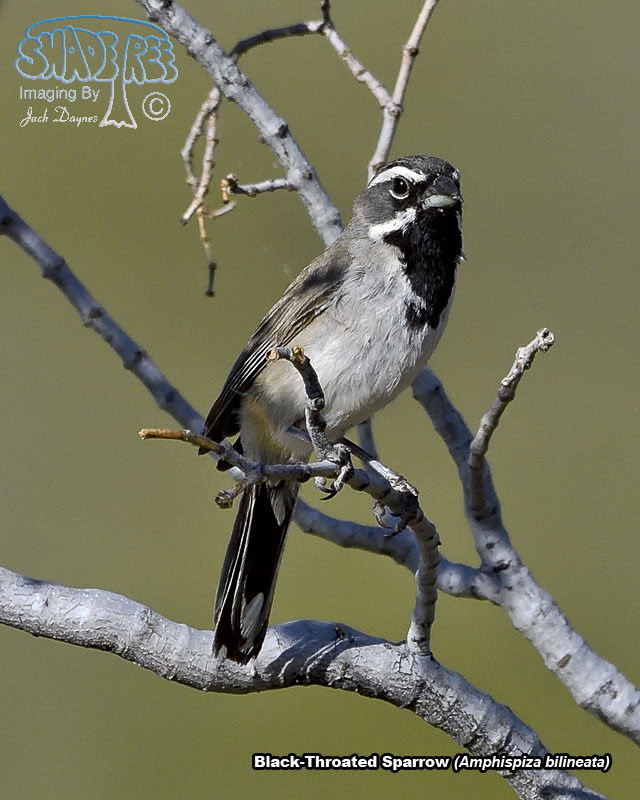 Black-Throated Sparrow - Amphispiza bilineata