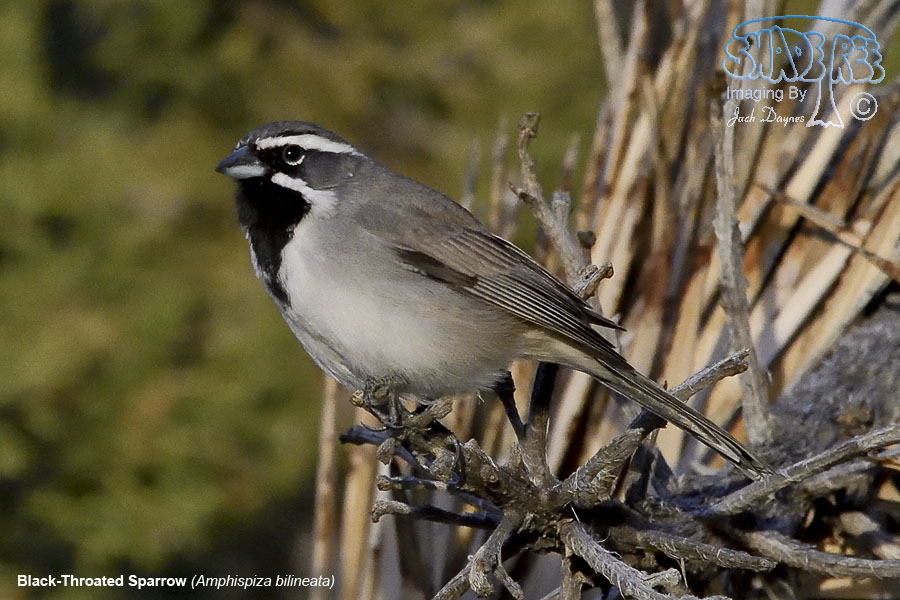 Black-Throated Sparrow - Amphispiza bilineata