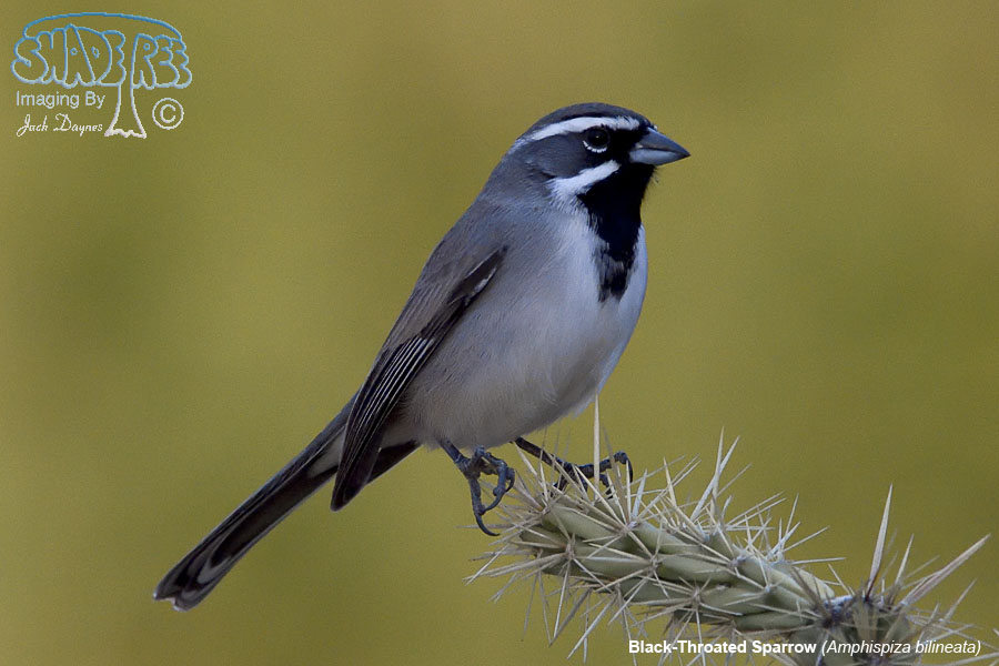 Black-Throated Sparrow - Amphispiza bilineata