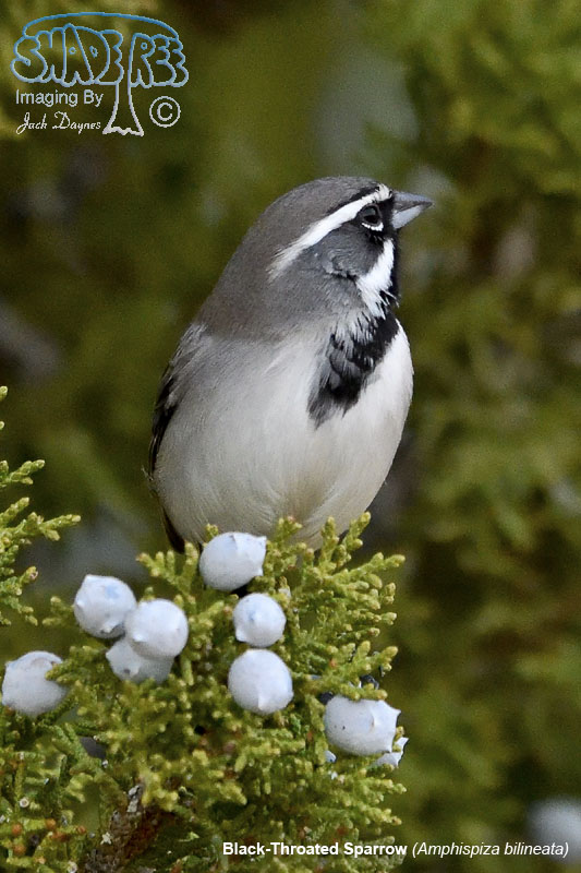 Black-Throated Sparrow - Amphispiza bilineata