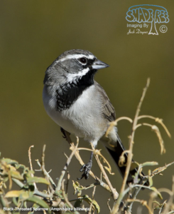 2016-10-13 Pinyon Wells Critters