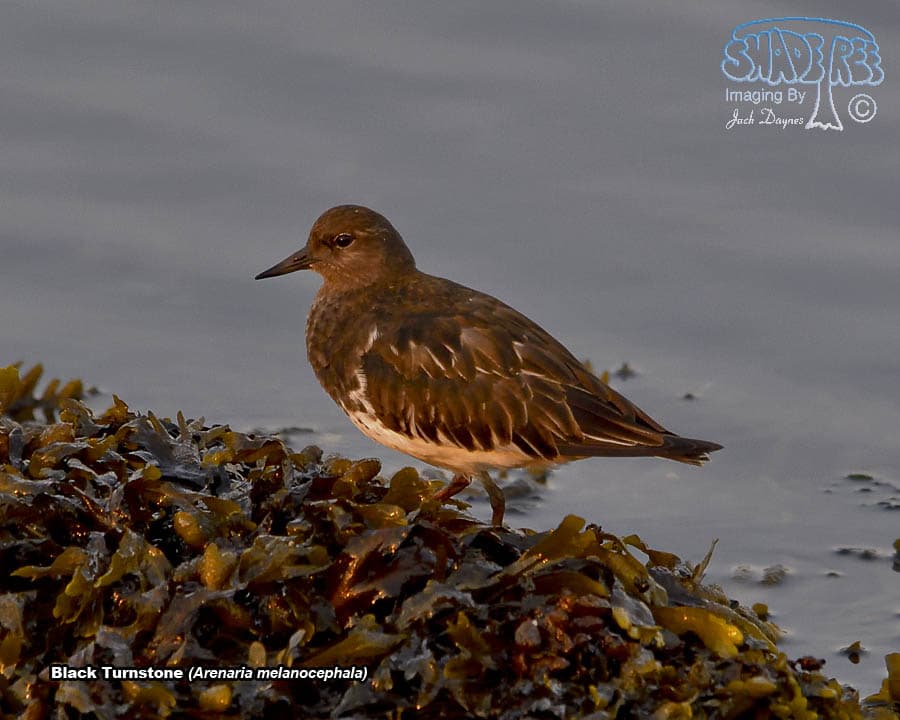 Black Turnstone - Arenaria melanocephala