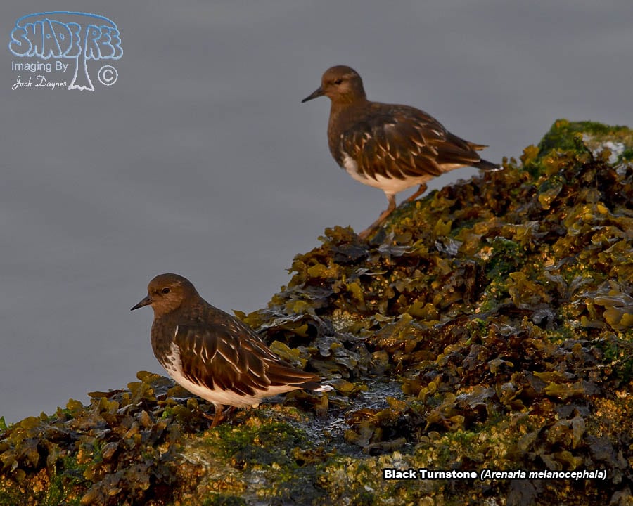 Black Turnstone - Arenaria melanocephala