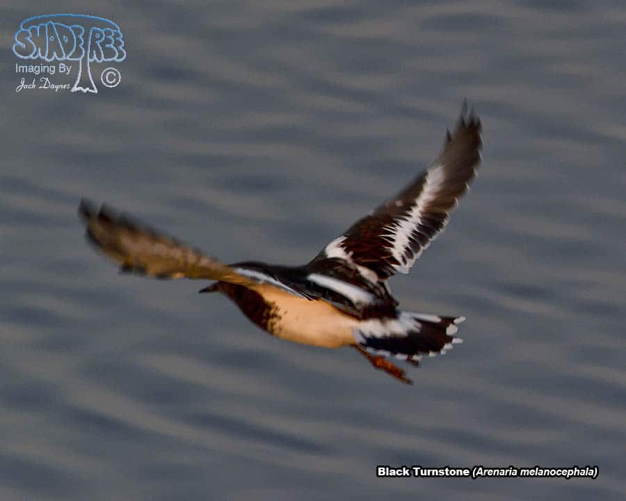 Black Turnstone - Arenaria melanocephala