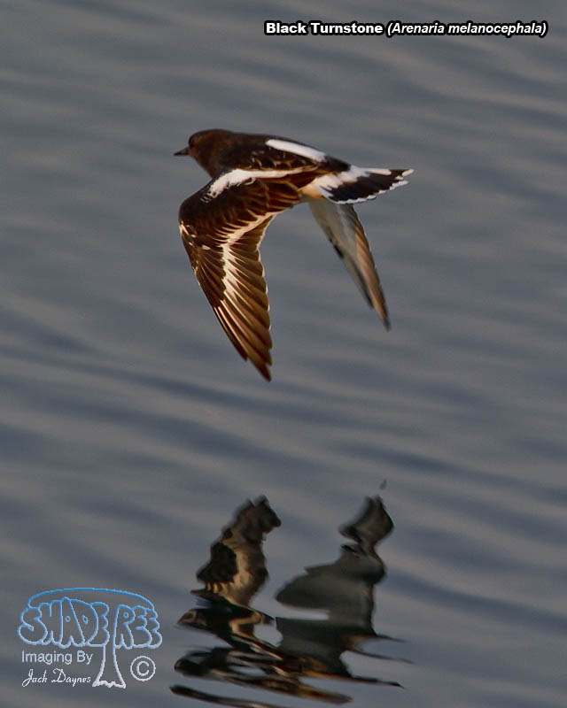 Black Turnstone - Arenaria melanocephala