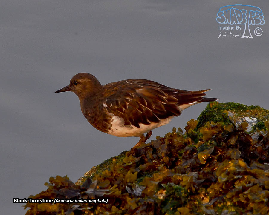Black Turnstone - Arenaria melanocephala