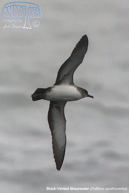 Black-Vented Shearwater - Puffinus opisthomelas
