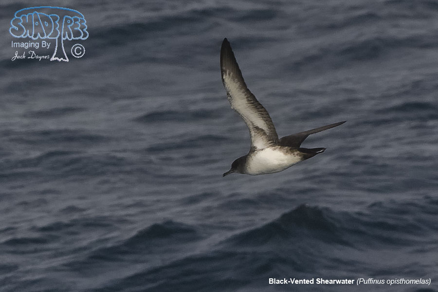 Black-Vented Shearwater - Puffinus opisthomelas
