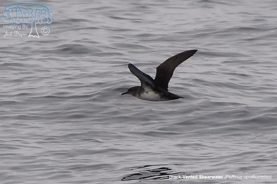 Black-Vented Shearwater - Puffinus opisthomelas