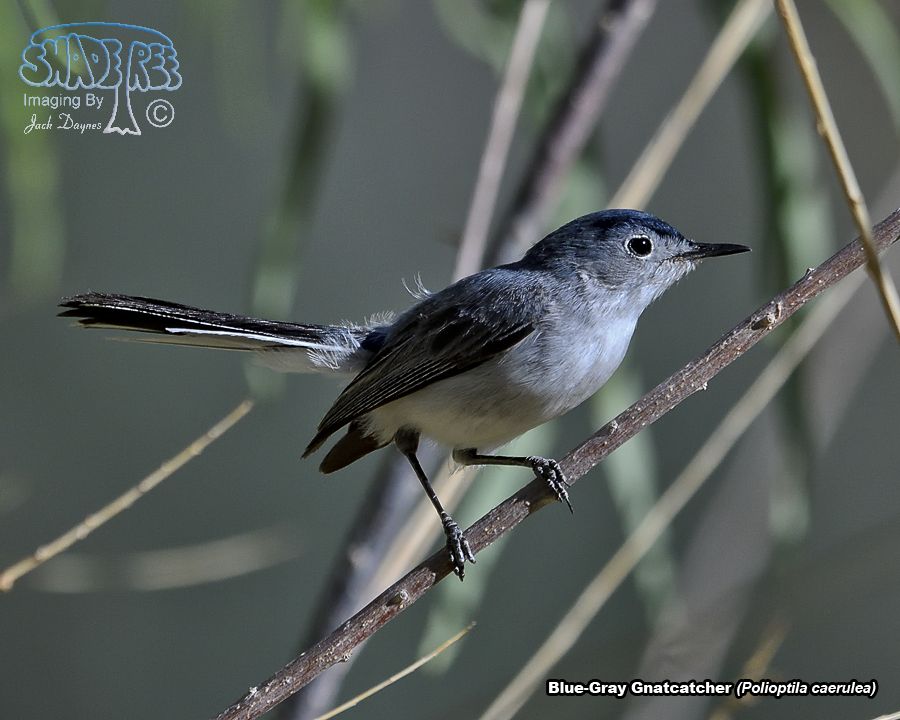Blue-Gray Gnatcatcher - Polioptila caerulea