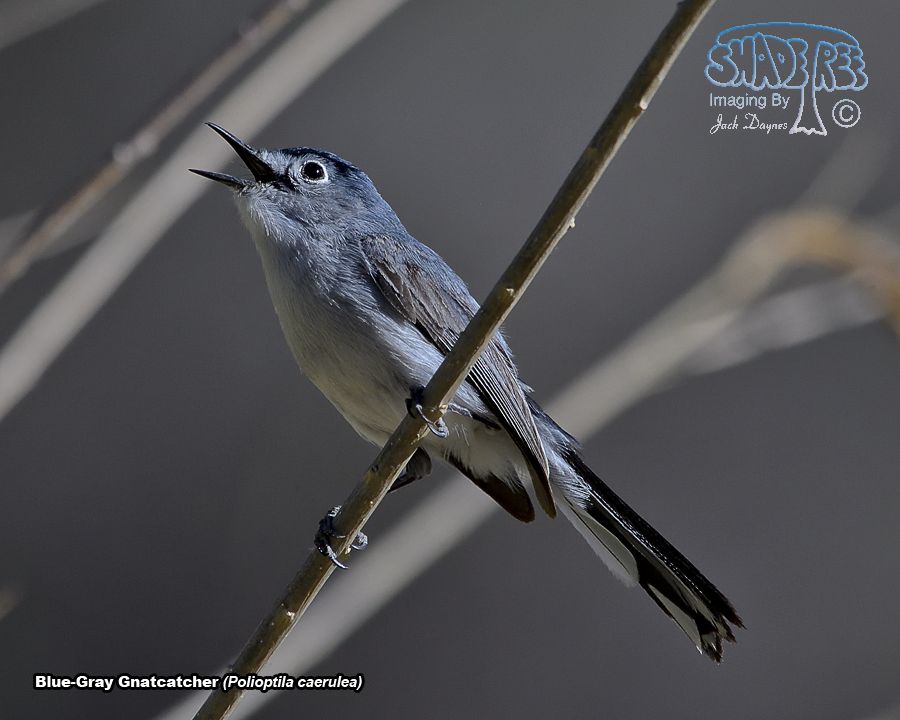 Blue-Gray Gnatcatcher - Polioptila caerulea