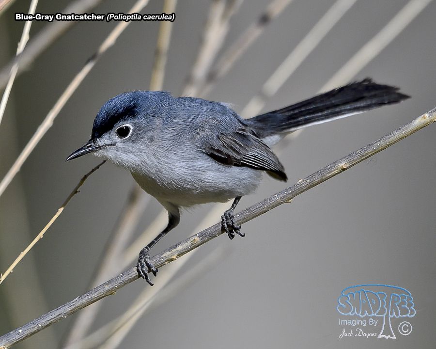 Blue-Gray Gnatcatcher - Polioptila caerulea