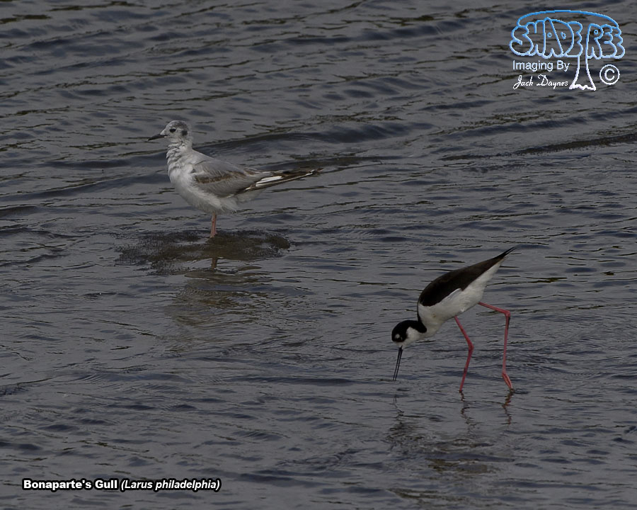 Bonaparte's Gull - Chroicocephalus philadelphia