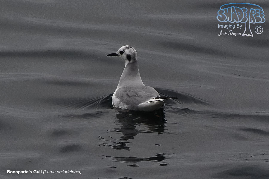 Bonaparte's Gull - Larus philadelphia