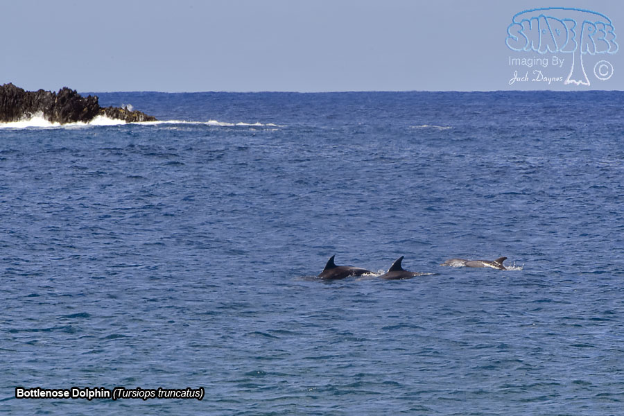 Bottlenose Dolphin - Tursiops truncatus