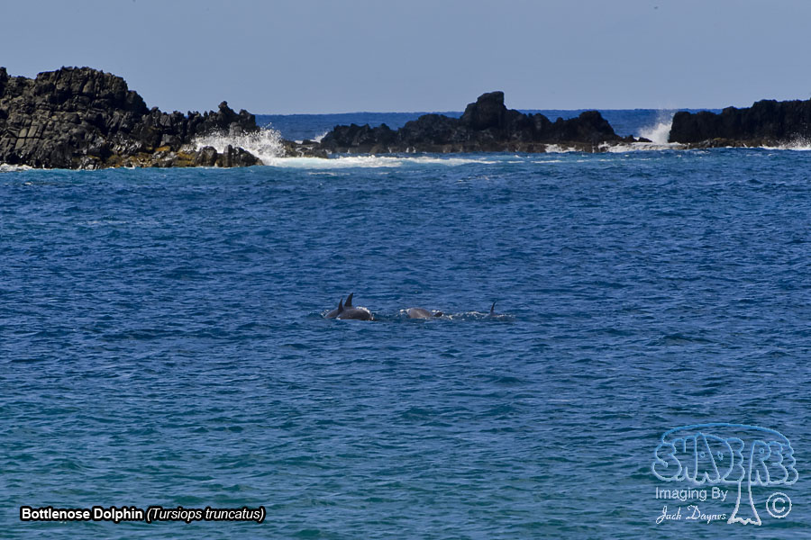 Bottlenose Dolphin - Tursiops truncatus