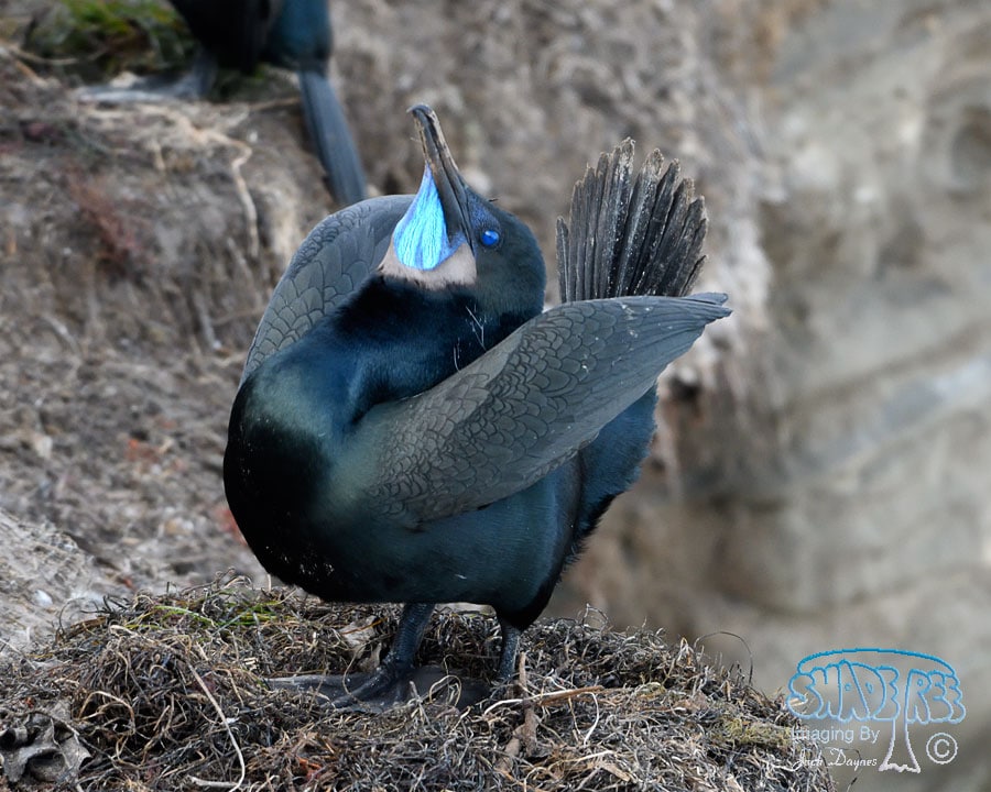 Brandt's Cormorant - Phalacrocorax penicillatus