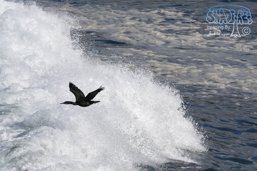 Brandt's Cormorant - Phalacrocorax penicillatus