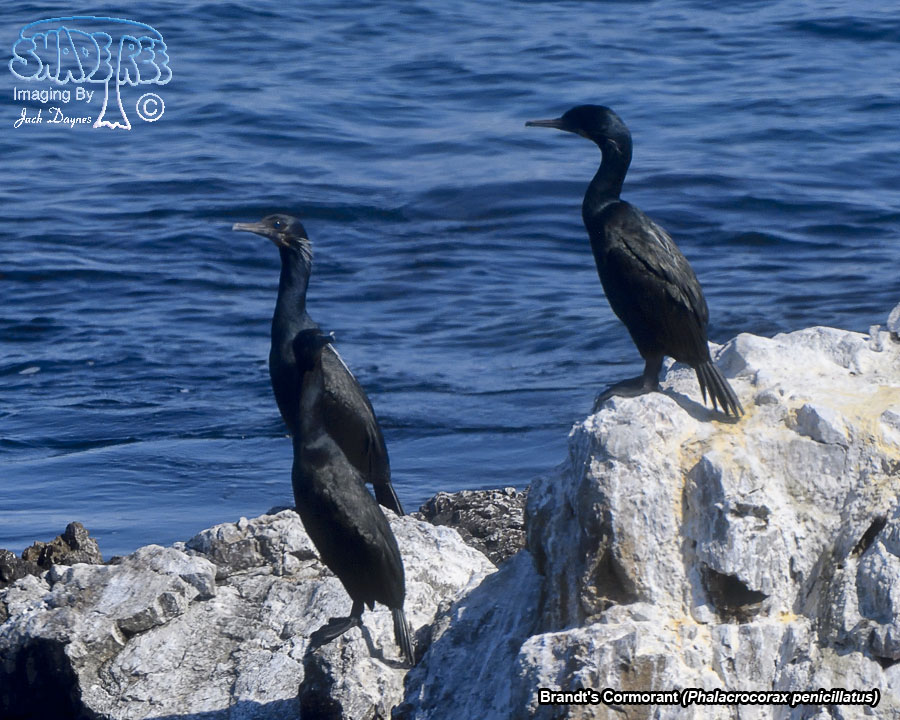Brandt's Cormorant - Phalacrocorax penicillatus
